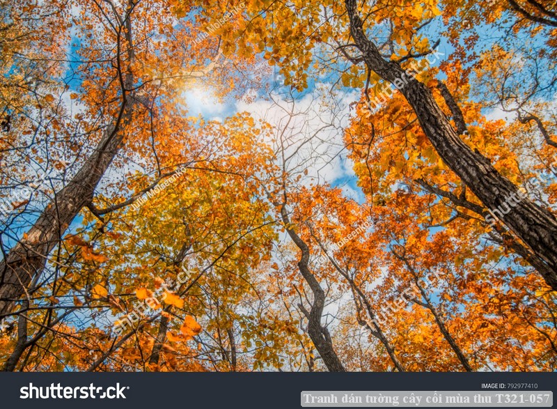 Tranh dán tường cây cối mùa thu T321-057